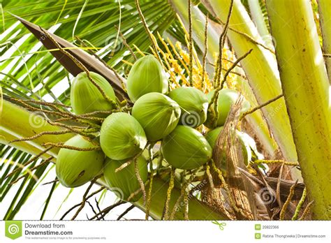 The coconut fruit grows on the coconut palm tree, which is grown in tropical areas worldwide. Fruit, Green Coconut Royalty Free Stock Image - Image ...