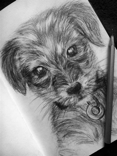 Cute Dog Pencil Drawing Carmel Lindquist