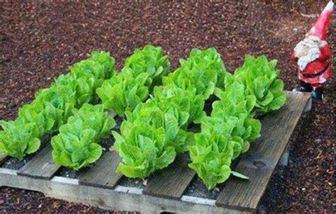 Vegetable gardening, vegetable gardening tools How to a build a cheap raised garden bed