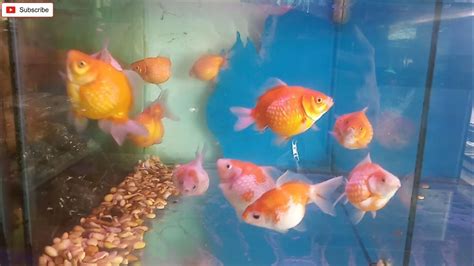 Menurut primbon jawa mimpi ini memiliki arti bahwa akan kembalinya kebahagiaan 3. Pertama Melihat Ikan Hias - Ikan Mas - YouTube
