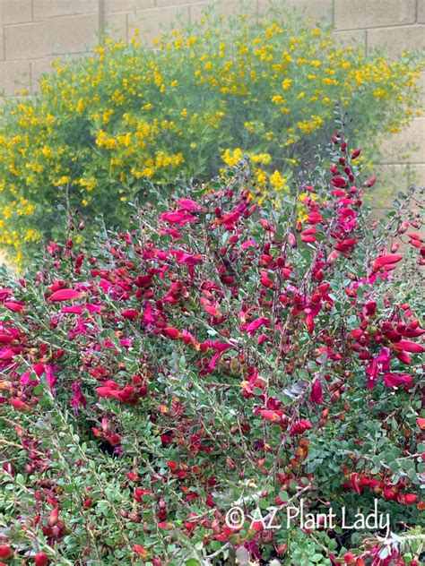 Feathery Cassia Archives Desert Gardening 101