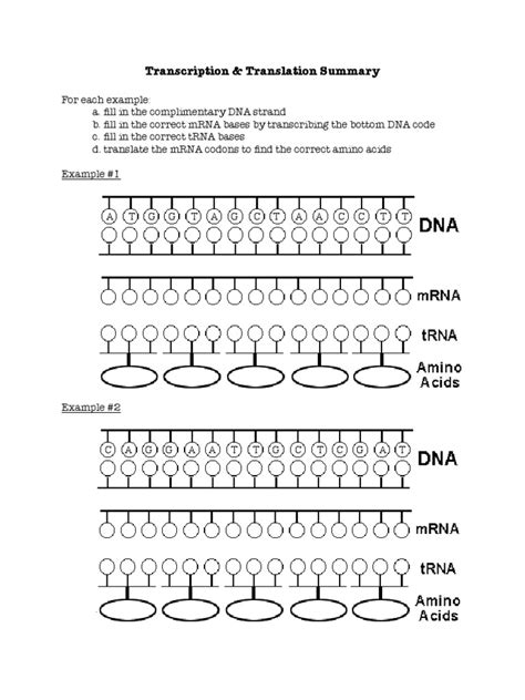 Work through the sequence conversion as above (see q1) to transcribe the dna into mrna and then translate into the amino. Transcription and Translation Worksheet 2