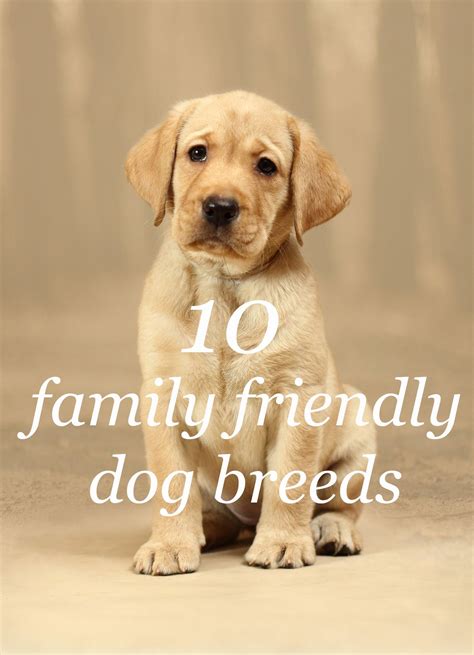 These are the top 10 family friendly dog breeds | Family friendly dogs, Friendly dog breeds, Dog ...