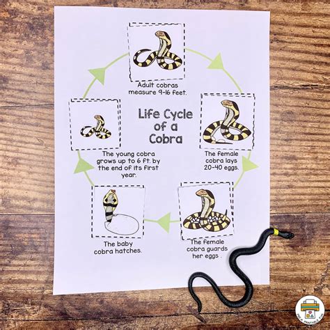 Life Cycle Of A Snake Worksheet