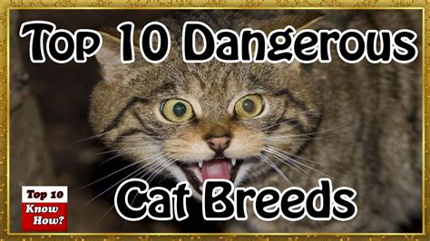 World Top 10 Most Dangerous Cat Breeds Top 10 Know How