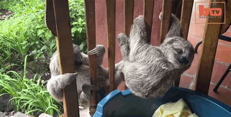 Baby Sloths Are Too Little To Climb Trees So They Use A Rocking Chair