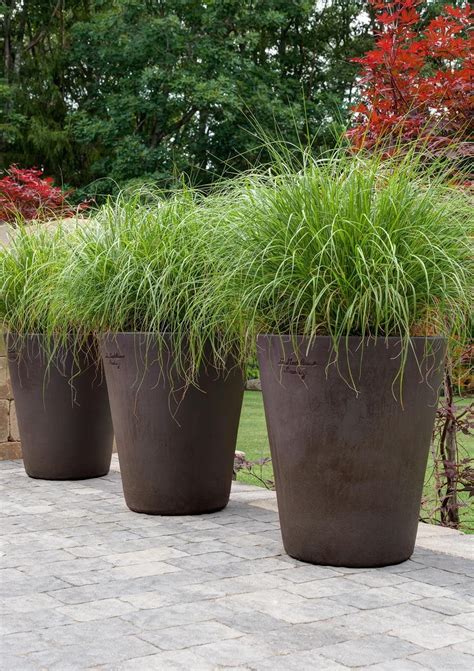 Best Ornamental Grasses For Containers Garden Troughs Ornamental