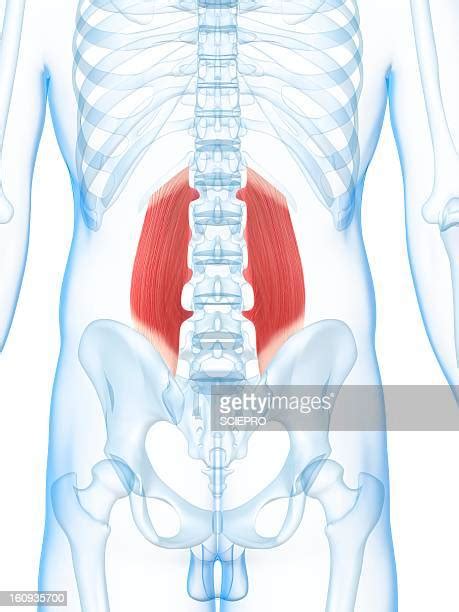 Lower Back Muscles Photos And Premium High Res Pictures Getty Images