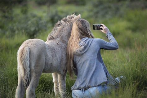 12 Endangered Horse Breeds Pet Breeezy