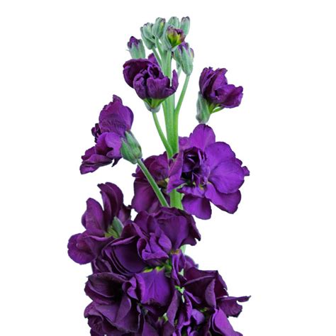 Dark Purple Stock Flowers For All Occasion Wholesale Flowers