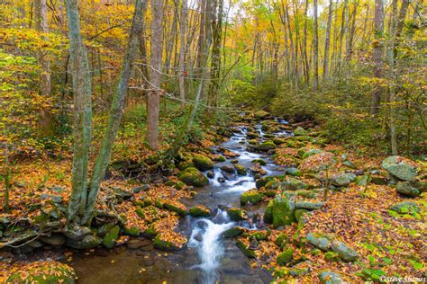 Roaring Fork Stream Great Smokey Mountains National Park Tennessee