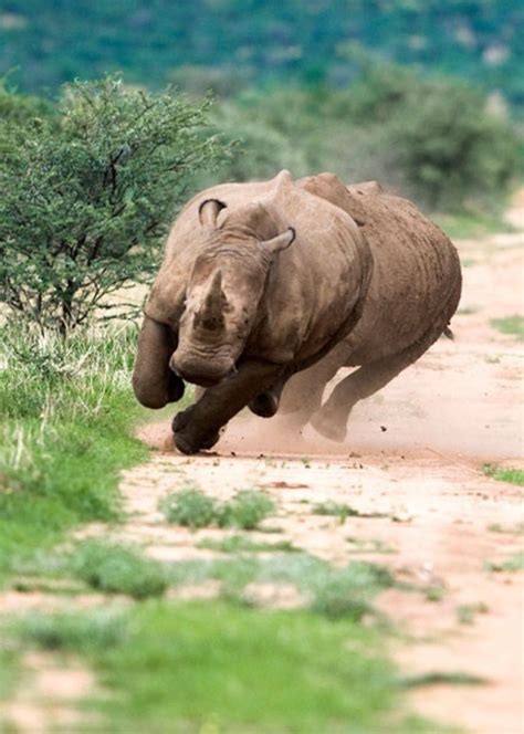 Running Rhinoceros Leaning Into The Corner In Kaziranga National Park