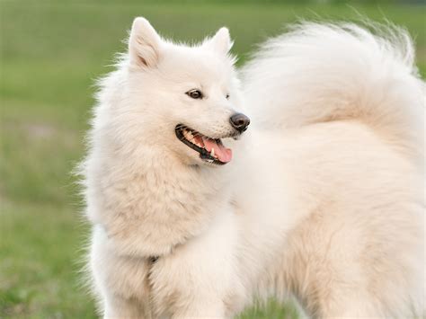 Long Haired Dogs Top 7 Most Popular Breeds 2021