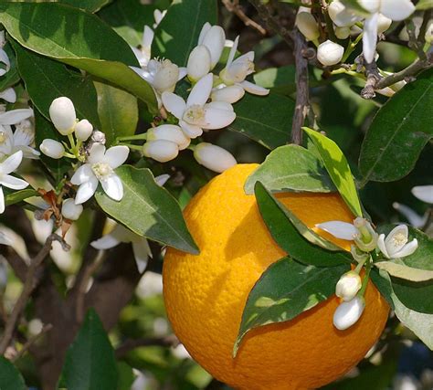 Orange Blossom Oil Orange Blossom Honey Water Flowers Orange Blossom