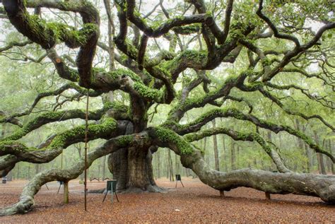 Angel Oak Charleston Scwould Be Awesome To Climb Up And Find A