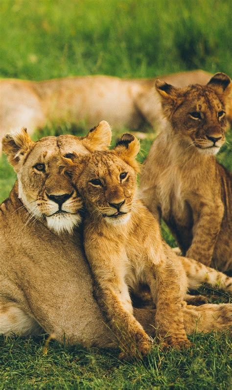 About Wild Animals Lioness With Her Cubs Animals Animals Wild