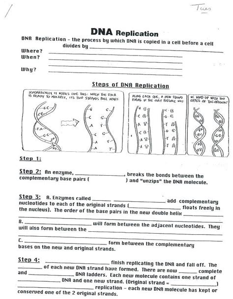 What is the first step of dna replication? DNA Molecule and Replication Worksheet Answers