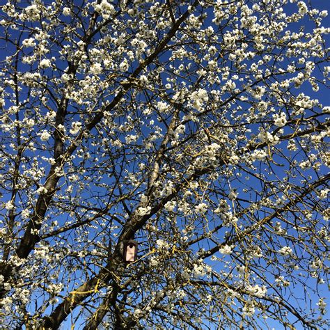 Free Images Tree Branch Leaf Flower Spring Season Cherry