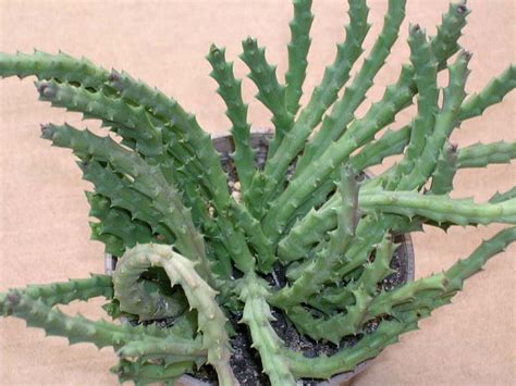 ❤ #cactuslover coleccionista de plantas. Identificacion de cactus