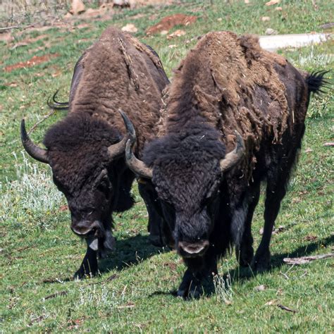 Male American Bison With Unique Genetics Join Oakland Zoos Pablo