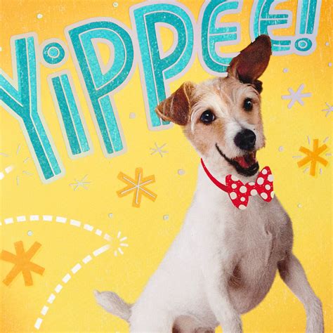 You Did Great Happy Dogs Pop Up Congratulations Card Greeting Cards