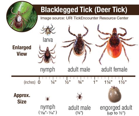 Ticks And Lyme Disease Wdg Public Health