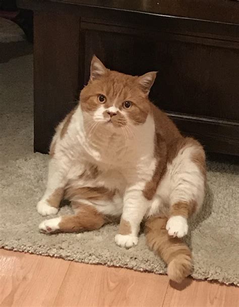 The Chonk Sits Rchonkers