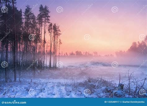 Winter Nature At Dawn Misty Snowy Forest In Morning Sunrise Stock