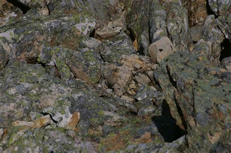 American Pika Project Noah