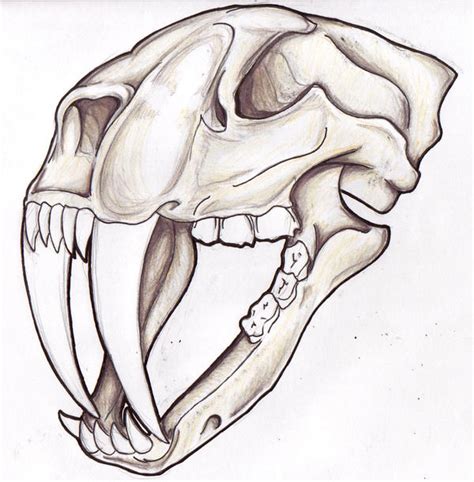 Sabertooth Skull By Filly4585 On Deviantart