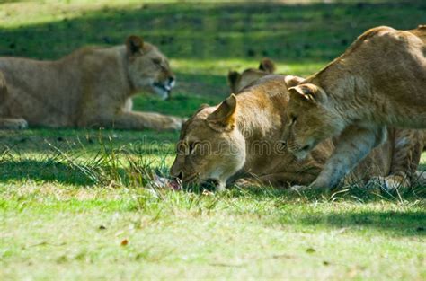 Lions Eating The Prey Mother And Cubs Feeding A Zeb Stock Photo