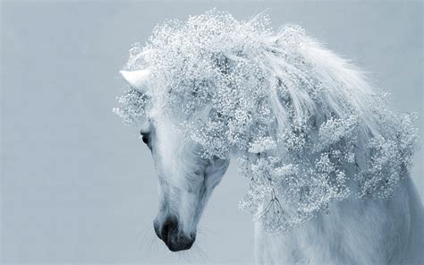 Beautiful White Horse Wallpapers And Images Wallpapers Pictures Photos