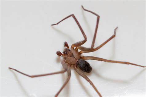 Spiders Bite Read This Before You Shriek For Help Hartford