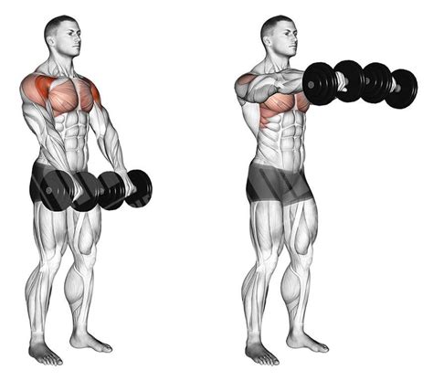 7 Muscle Building Shoulder Exercises To Build Strong 3D Shoulders