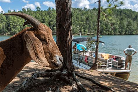 It has become the residence for a family of goats. Activities to Do in Lake Martin | Explore Lake Martin