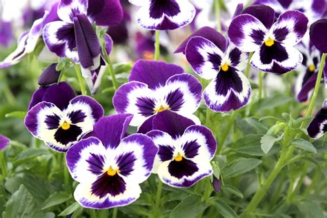 Heres What To Do For Tons Of Flowers On Your Pansies