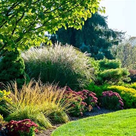 Wonderful Evergreen Grasses Landscaping Ideas 107 Find More Garden