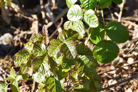 Dangerous New Poison Oak Leaves Growing In Early Spring In Northern