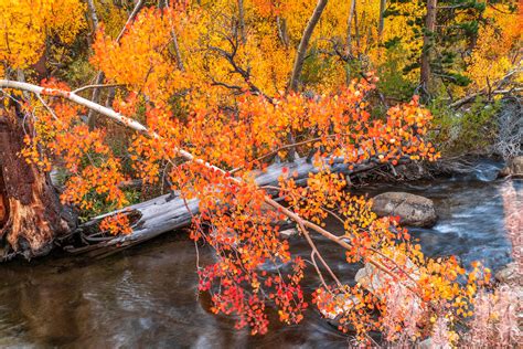 South Fork Bishop Creek Eastern Sierras Fall Foliage Calif Flickr