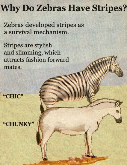 Why Do Zebras Have Stripes Madame Scientists Not So Mad Musings