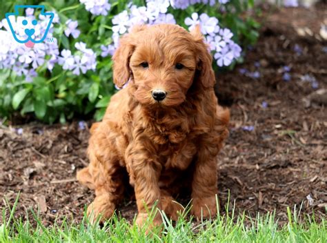 Our 3 children love to play with them and dress them up just like their little sisters! Tilly | Goldendoodle - Miniature Puppy For Sale | Keystone ...