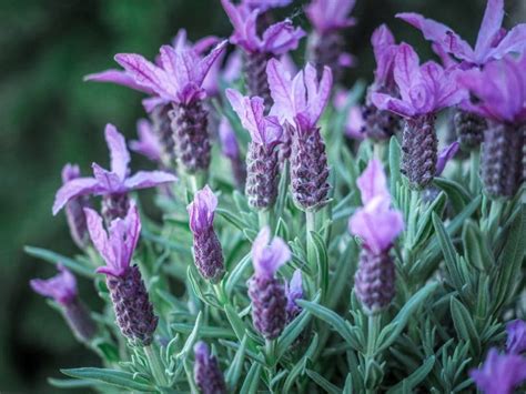 French Lavender Planting Pruning And Care Tips Upgardener
