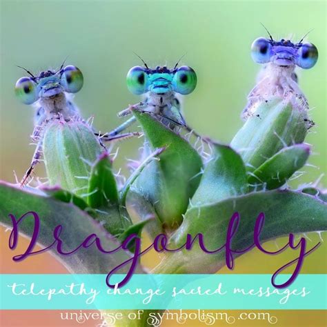Symbolic Dragonfly Meaning Dragonfly Spirit Animal Guidance