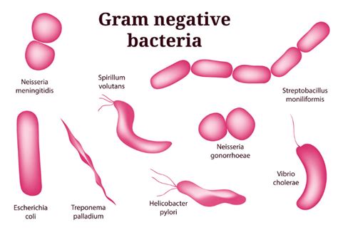 Top 35 Difference Between Gram Positive And Gram Negative