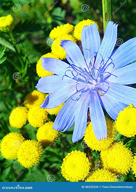 Flowers Stock Photo Image Of Nature Yellow Beautiful 46232244