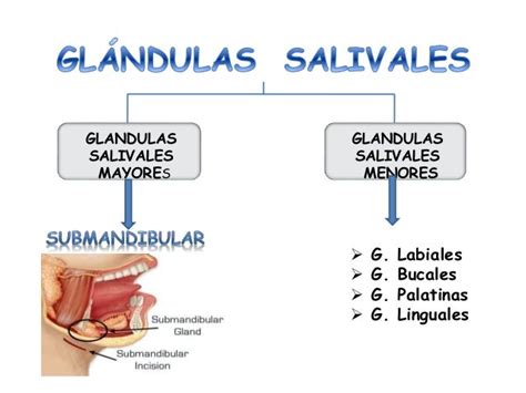 Patologias De Glandulas Salivales