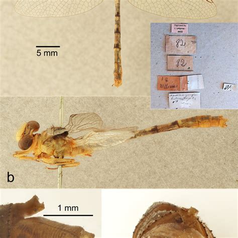 Platygomphus Benritarum Sp Nov Holotype Male Ibc Bo402 A Hamuli