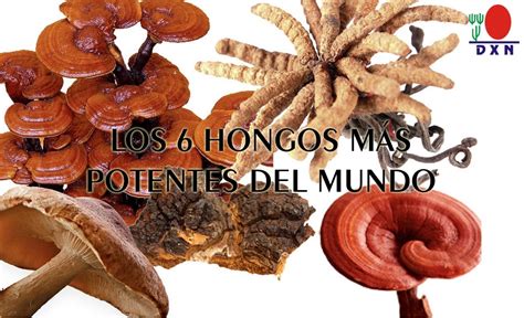 hongos medicinales los 6 más potentes del mundo dxn internacional la primera empresa del