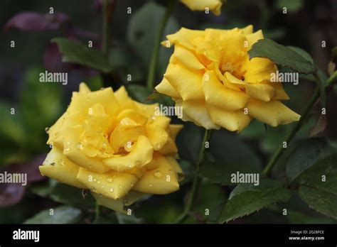Rosa Chinensis Jacq China Rose Hi Res Stock Photography And Images Alamy