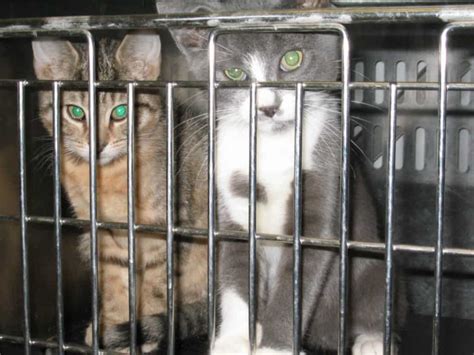 10 Startling Truths About Animal Testing - Page 2 of 5